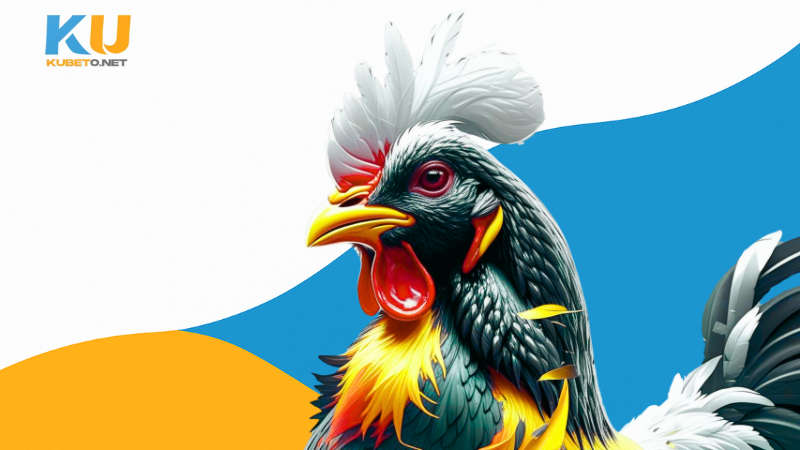 Kỹ Thuật Đổ Gà Đá Hiệu Quả Cho Người Mới Bắt Đầu 3 Kỹ thuật đổ gà đá và chăm sóc sau trận đấu