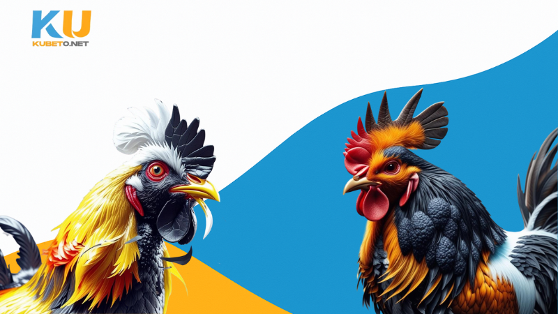 Kỹ Thuật Đổ Gà Đá Hiệu Quả Cho Người Mới Bắt Đầu 1 Kỹ Thuật Đổ Gà Đá