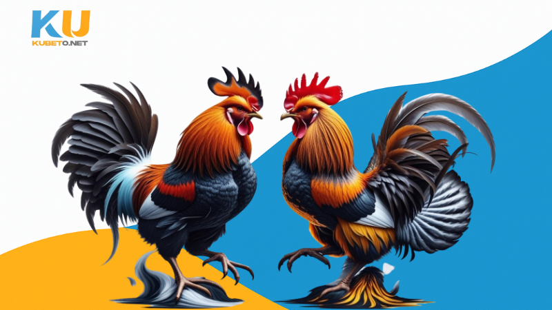 Những trận đá gà thomo